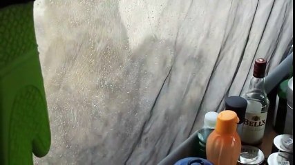 Lions licking water off a tent. Cameraperson solid as a rock