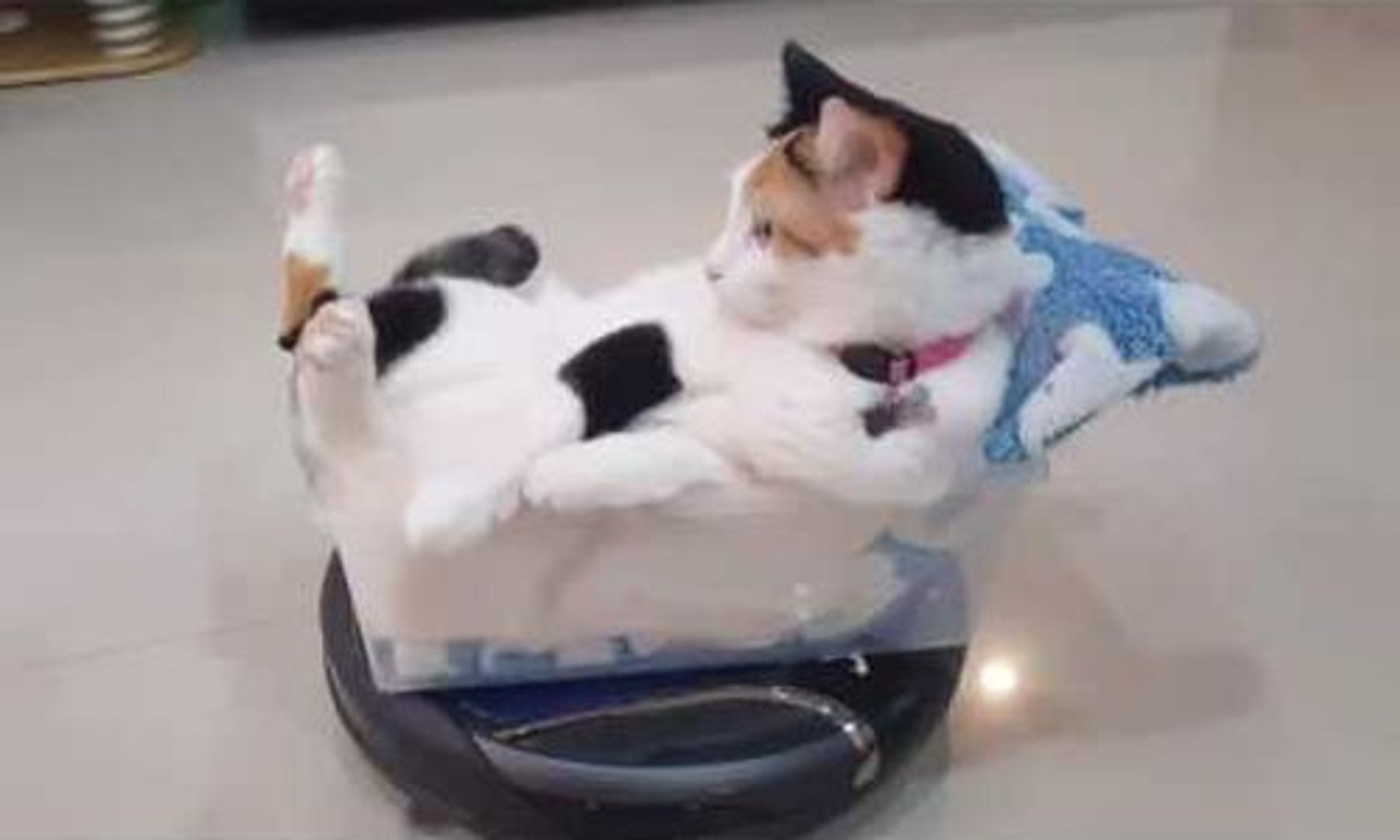 Un aspirateur robot promène un petit chat sur son dos ! - Vidéo Dailymotion