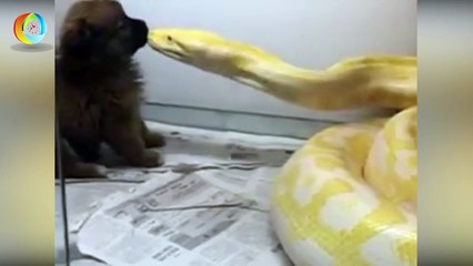 Dân mạng "phát hoảng" với video "trăn vàng nuốt chó" kinh dị