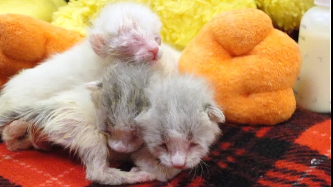 Cảm động trước tình cảnh đáng thương của chú mèo con khuyết tật tứ chi