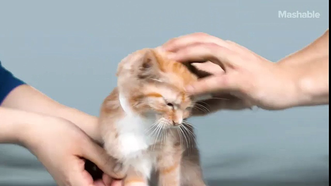 100 năm công nghệ làm đẹp cho mèo - đẹp vĩnh cửu