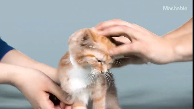 100 năm công nghệ làm đẹp cho mèo - đẹp vĩnh cửu