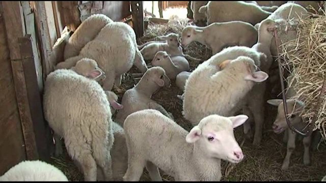 Elbasan, evidentohen katër vatra të dermatozës nodulare - Top Channel Albania - News - Lajme