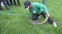 Más de 40 lagartos gigantes son desalojados de un parque en Bangkok