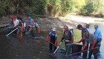 peche électrique carpes