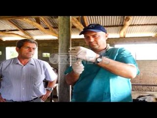 Ora News - Nis vaksinimi për sëmundjen e gjedhit, brenda 2 javësh do rihapet tregu i bagëtisë
