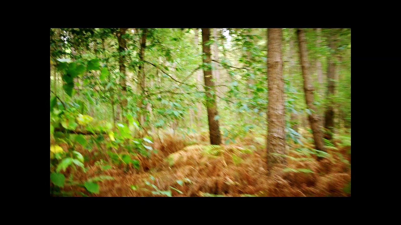 Terreur dans la Forêt