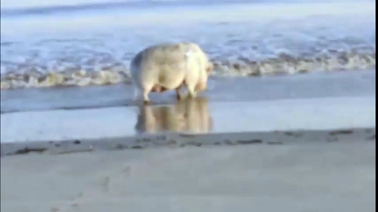 Ước gì biển cũng sạch để có thể thoải mái quẩy như chú heo này