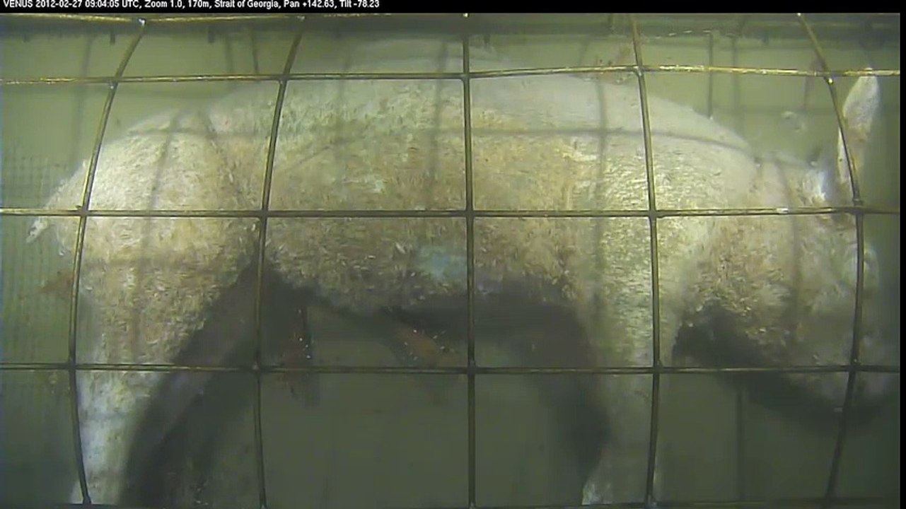 thí nghiệm bỏ xác một con heo chết xuống lòng đại dương và cái kết bất ngờ