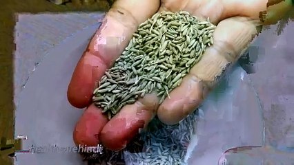 losse weight जीरे से फटाफट वज़न घटाए