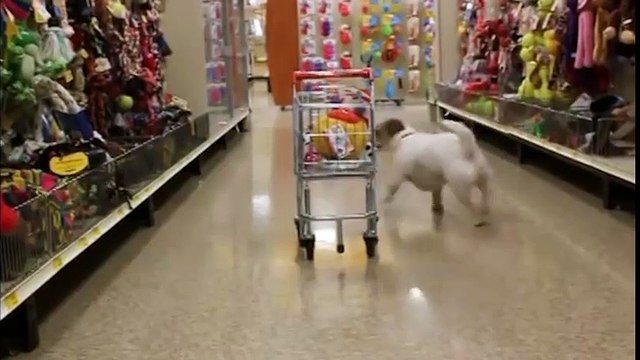 Đây là lí do vì sao người yêu không có nhưng chó phải có một con