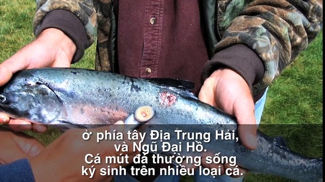 Những Sát Thủ Hút Máu Khủng Khiếp Và Đáng Sợ Nhất Thế Giới