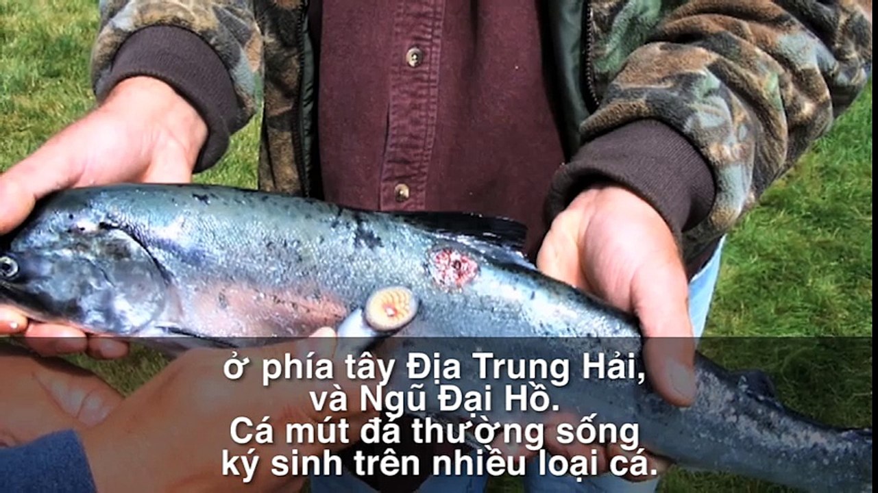 Những Sát Thủ Hút Máu Khủng Khiếp Và Đáng Sợ Nhất Thế Giới