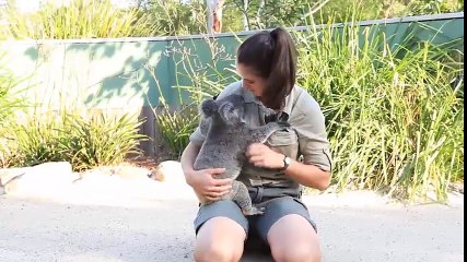 "Rụng tim" vì trò làm nũng của những chú koala đáng yêu