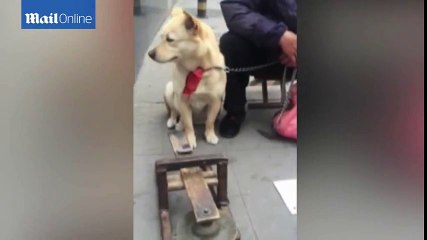 Chó làm toán bằng chân ở Trung Quốc