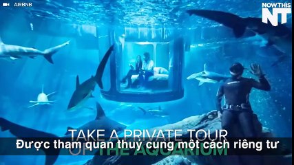 Bạn sẽ được ngủ giữa đàn cá mập với dịch vụ cho thuê phòng này