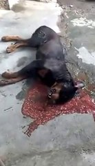 Chó bị sốc nhiệt