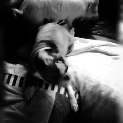 Gặp gỡ bé heo xinh xắn "ảo tưởng" mình là cún