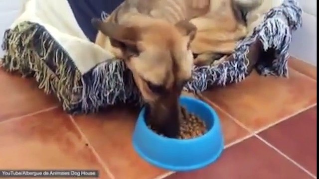 Hành trình tìm lại sự sống của chú chó bị bỏ đói gầy trơ xương