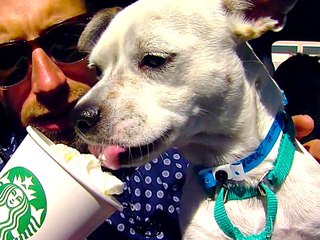 3 Secret Fast Food Menu Items Your Dog Will Flip For