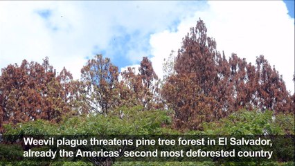 Weevil plague threatens El Salvador forests