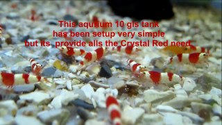 Cystal Red Shrimp -Simple tank