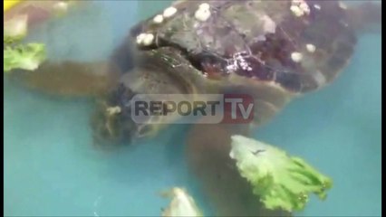 Report TV - Divjakë, gjendet një breshkë e rrallë  peshkatari e lë në një karburant