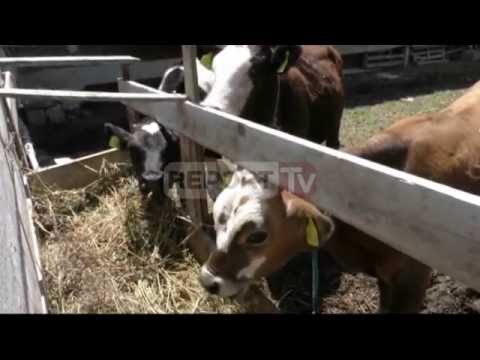 Report TV - Fier, situata e sëmundjes së gjedhit Çuko: Nis vaksinimi por s'ka probleme