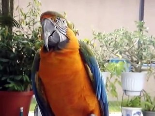 Bird Macaw talking