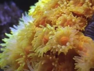 HOPE #1 - Amazing Coral Reefs