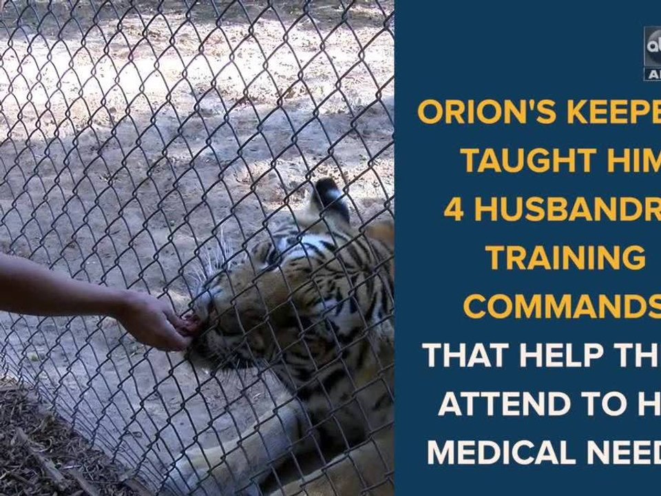 Behind the scenes: Bengal tiger's veterinarian appointment at the Wildlife World Zoo - ABC15 Digital