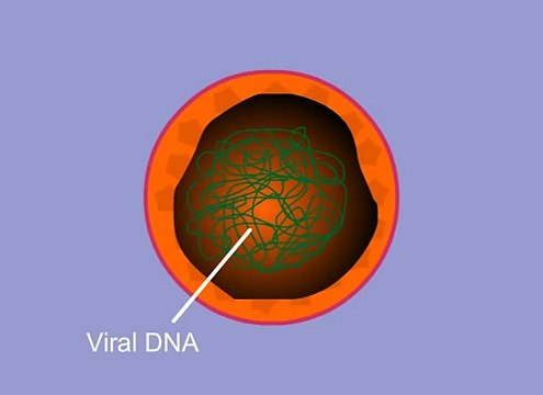 Human Papillomavirus Infection (HPV) - Biochemical and Virological aspect of HPV