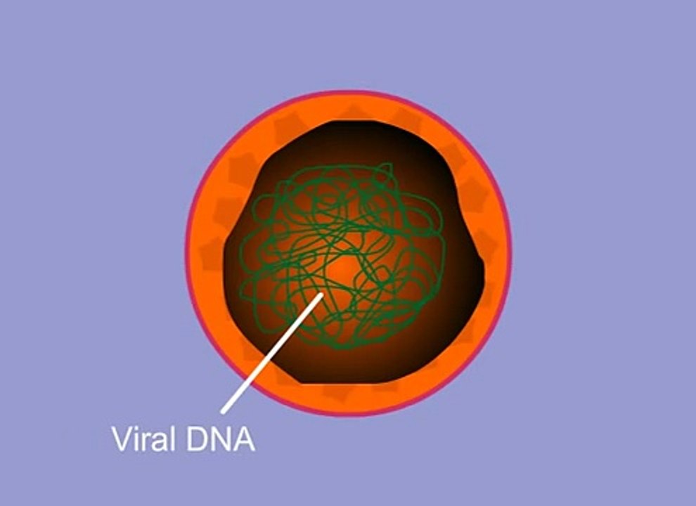 Human Papillomavirus Infection (HPV) - Biochemical and Virological aspect of HPV