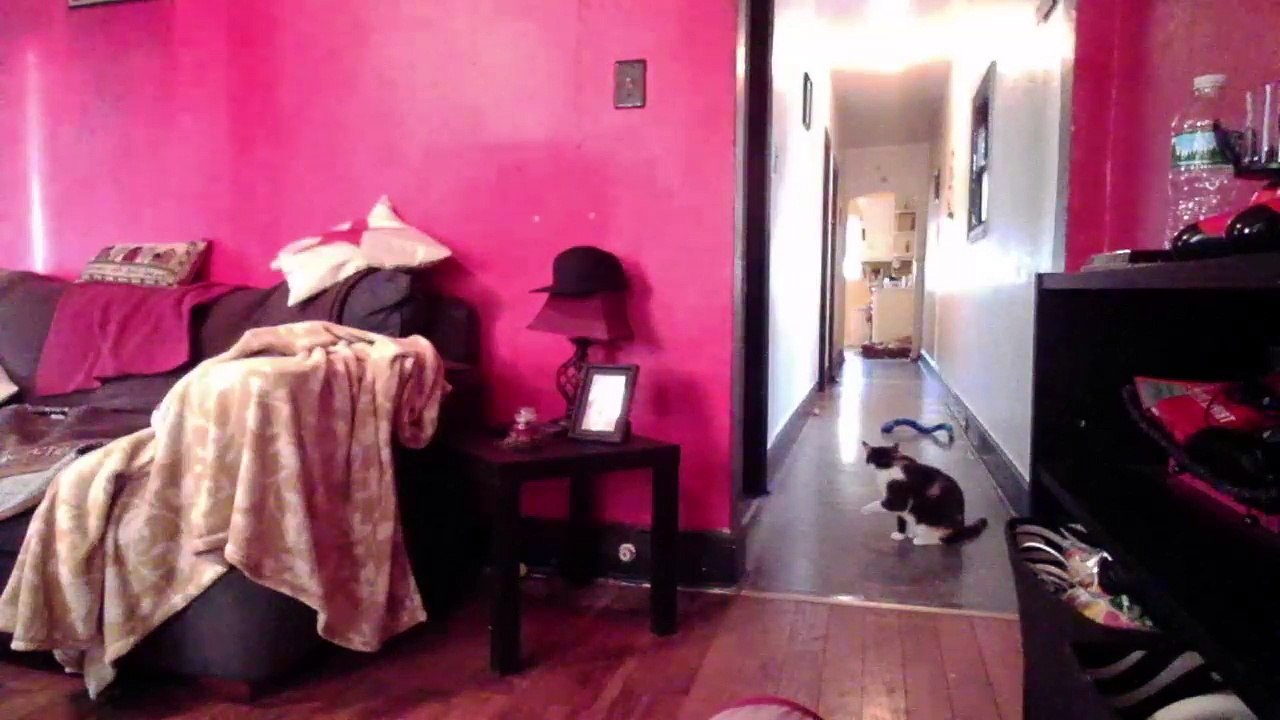 Cat cam (3)