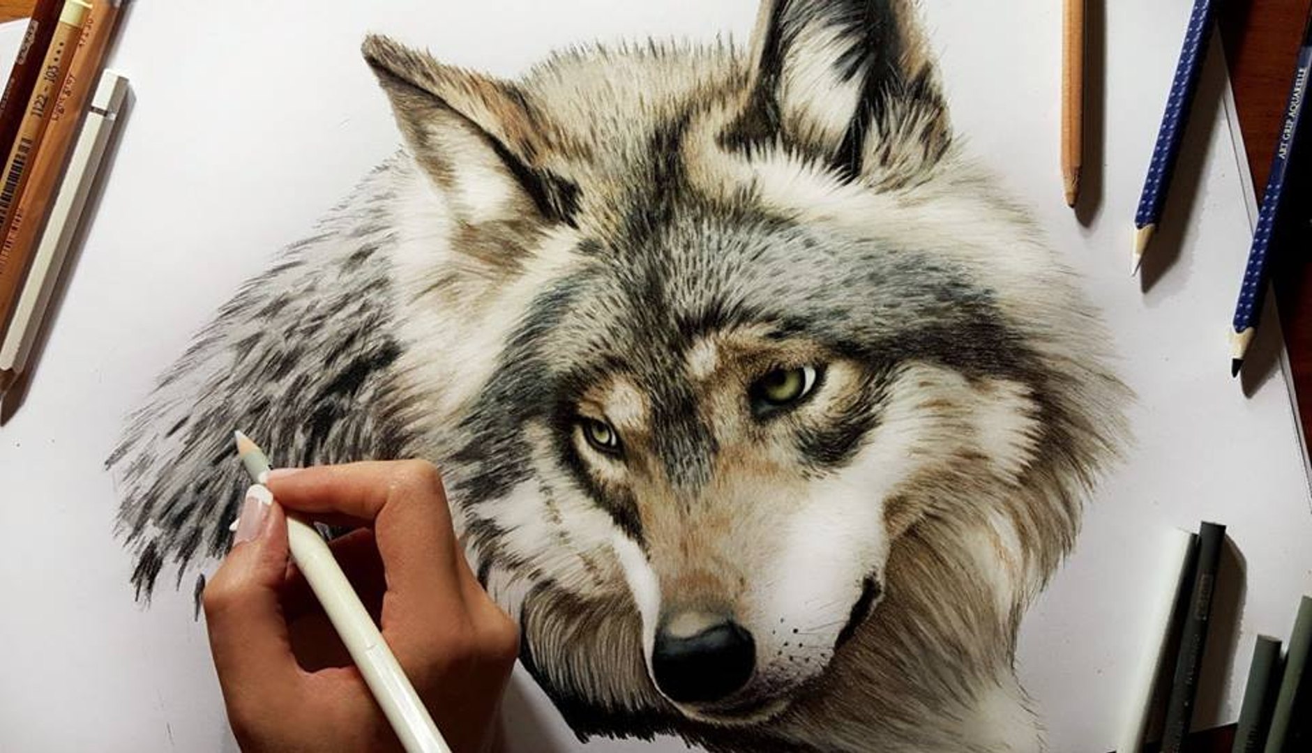 Speed Drawing of a Wolf  Jasmina Susak 