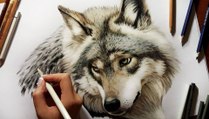 Speed Drawing of a Wolf  How to Draw Time Lapse Art Video Colored Pencil Illustration Artwork Draw Realism