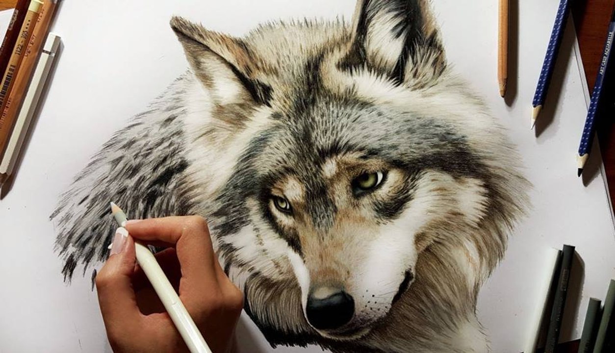 Speed Drawing of a Wolf  How to Draw Time Lapse Art Video Colored Pencil Illustration Artwork Draw Realism