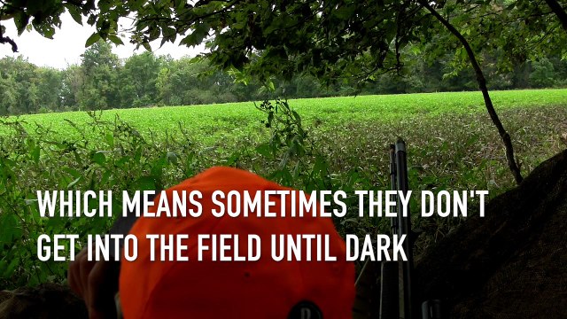 Deer Hunting Tips: Early-Season Beans