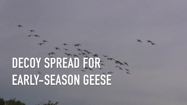 Early Season Goose Hunting Spread