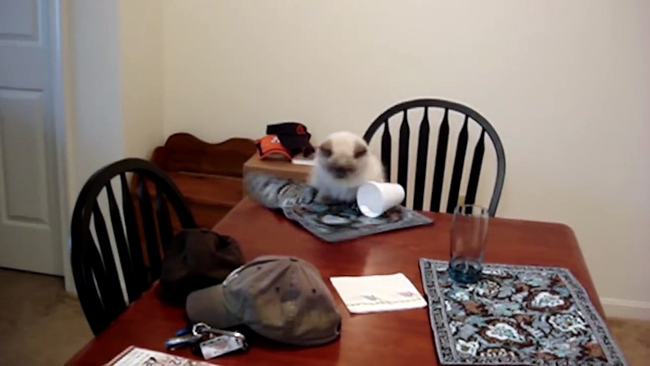 Cats Losing Their Balance - Compilation