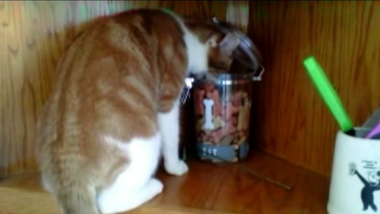 Cats Stealing Stuff - Compilation