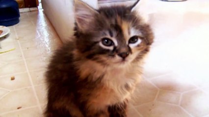 Clumsy Animals  Compilation