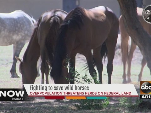 Fighting to save wild horses of American West