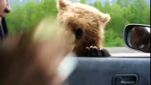 Gấu chặn xe xin bánh mì ở Nga
