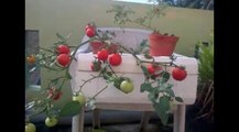 03:21 Easy way of tomatoes with a potted plant media liquid pertilizer hydrophonic system