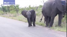 Buồn cười với chú voi con hoảng hốt khi phát hiện mình có... vòi
