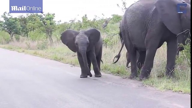 Buồn cười với chú voi con hoảng hốt khi phát hiện mình có... vòi