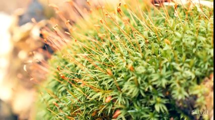 Làm vườn cây trong bóng đèn cực yêu