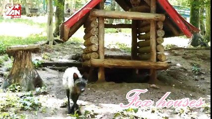 Cận cảnh hòn đảo dành cho hồ ly tại Nhật