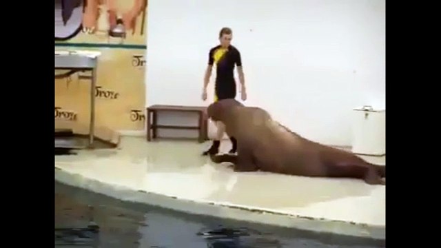 Cười mỏi miệng với chú hải cẩu cá tính nhất thế giới